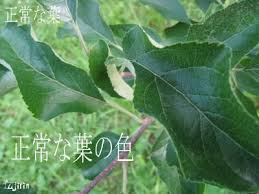 りんご病害~銀葉病~ | FUJIRIN-フジタ林檎園BLOG-